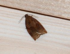 Rose Tortrix (Archips rosana)