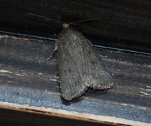 Mouse Moth (Amphipyra tragopoginis)