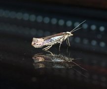White-shouldered Smudge (Ypsolopha parenthesella)