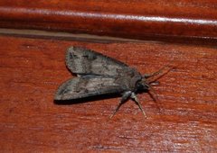 Langvingejordfly (Agrotis ipsilon)