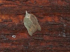 Konkavflatvikler (Acleris emargana)