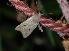 Red-line Quaker (Agrochola lota)