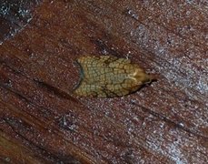 Nettflatvikler (Acleris rhombana)