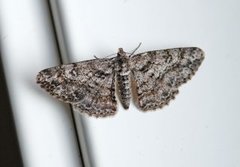 Ringed Carpet (Cleora cinctaria)