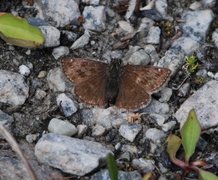 Dingy Skipper (Erynnis tages)