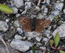 Tiriltungesmyger (Erynnis tages)