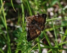 Brunt slåttefly (Euclidia glyphica)