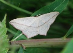 Blood-vein (Timandra comae)