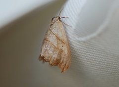 Scalloped Hook-tip (Falcaria lacertinaria)