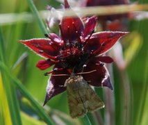 Rødgult engfly (Oligia fasciuncula)