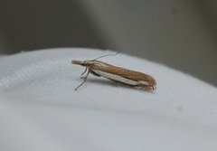 Grass-veneer (Crambus pascuella)
