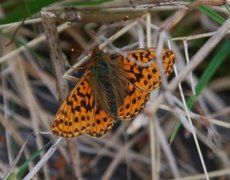 Myrperlemorvinge (Boloria aquilonaris)