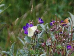Moorland Clouded Yellow (Colias palaeno)