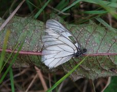 Black-veined White (Aporia crataegi)