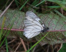 Hagtornsommerfugl (Aporia crataegi)