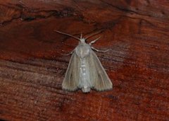 Marehalmfly (Longalatedes elymi)