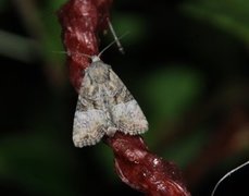 Spinkelt engfly (Mesoligia furuncula)