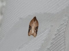 Mjødurtflatvikler (Acleris aspersana)