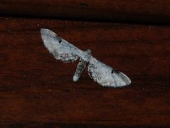 Hvit dvergmåler (Eupithecia centaureata)