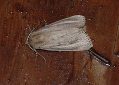 Dunkjevlefly (Nonagria typhae)