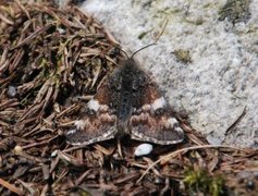 Orange Underwing (Archiearis parthenias)