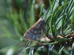Bordered White (Bupalus piniaria)