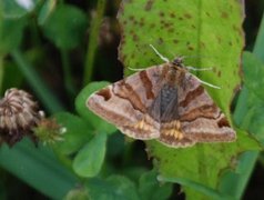 Burnet Companion (Euclidia glyphica)