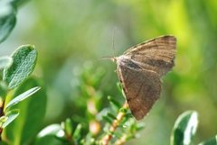 Rannoch Looper (Macaria brunneata)