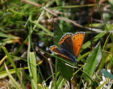 Purpurgullvinge (Lycaena hippothoe)