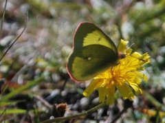 Moorland Clouded Yellow (Colias palaeno)