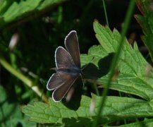 Brun blåvinge (Aricia eumedon)