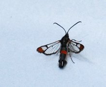 Red-tipped Clearwing (Synanthedon formicaeformis)