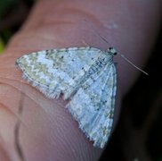 Englundmåler (Perizoma albulata)