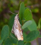 Brednebbmott (Pediasia truncatellus)