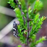 Glyphipterix haworthana