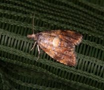 Yellow-spot Tortrix (Pseudargyrotoza conwagana)