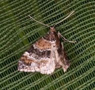 Barred Carpet (Martania taeniata)