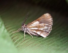 Bordered White (Bupalus piniaria)