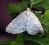 Englundmåler (Perizoma albulata)