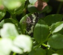 White-banded Carpet (Spargania luctuata)