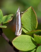Grass-veneer (Crambus pascuella)