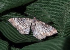Scallop Shell (Rheumaptera undulata)