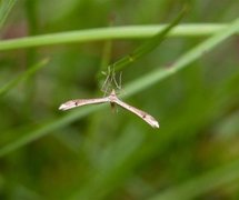 Rødknappfjærmøll (Stenoptilia bipunctidactyla)