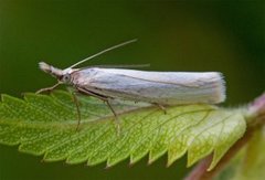 Yellow Satin Veneer (Crambus perlella)
