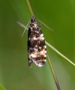 Olive Marble (Phiaris micana)