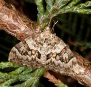 Granbarmåler (Thera variata)