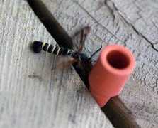 Raspberry Clearwing (Pennisetia hylaeiformis)