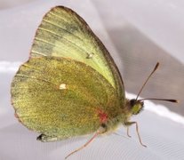 Moorland Clouded Yellow (Colias palaeno)