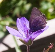 Brun blåvinge (Aricia eumedon)