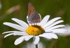 Purpurgullvinge (Lycaena hippothoe)